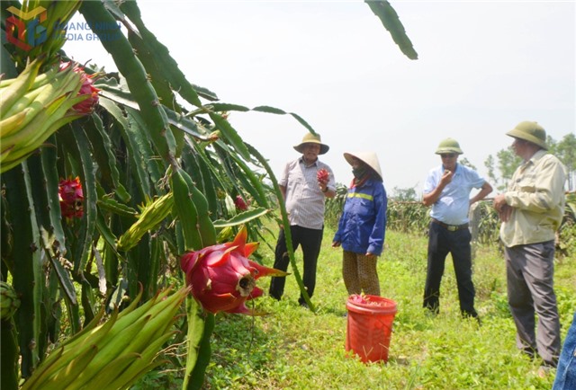 “Vương quốc” thanh long trên đất cằn