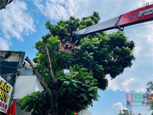 Chủ động cắt tỉa cây xanh, đảm bảo an toàn mùa mưa bão