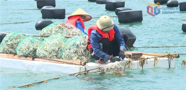 Công nghệ số - nền tảng cho nuôi biển hiện đại