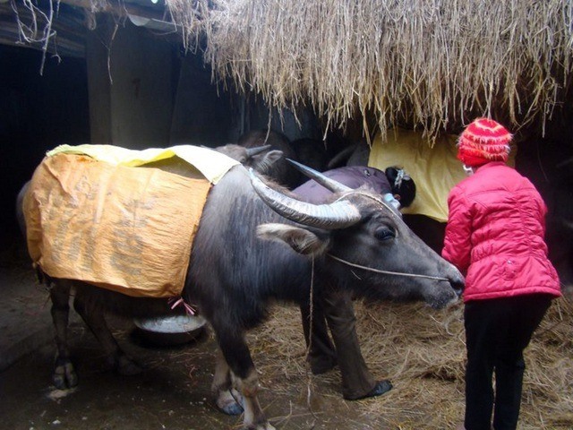 Chủ động phòng, chống rét đậm, rét hại, bảo đảm an toàn cho sản xuất nông nghiệp