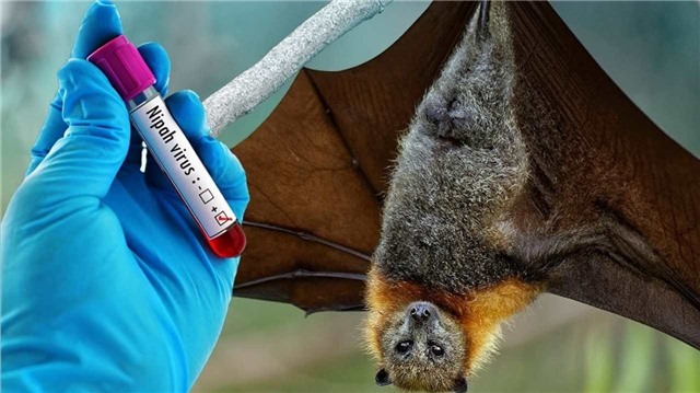 Virus Nipah gây bệnh gì, nguy hiểm như thế nào?