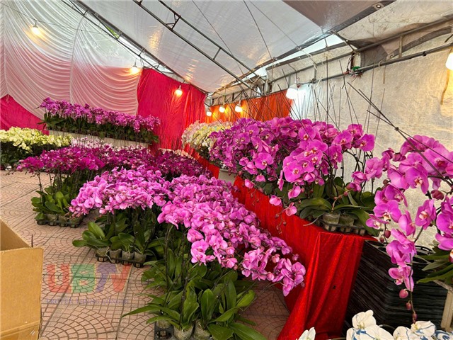 Hộ kinh doanh bắt đầu xuống hàng tại chợ hoa Xuân Uông Bí