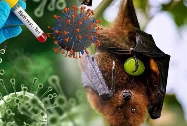 Cảnh giác với vi vút nguy hiểm Nipah