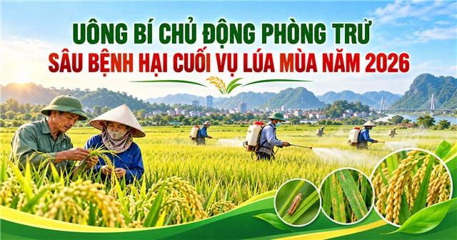 UÔNG BÍ CHỦ ĐỘNG PHÒNG TRỪ SÂU BỆNH HẠI CUỐI VỤ LÚA MÙA NĂM 2026