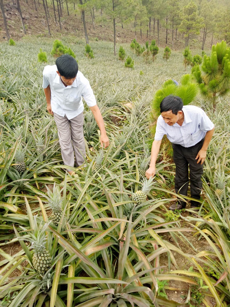 Mô hình trồng chanh xen vườn dừa cho hiệu quả kinh tế cao